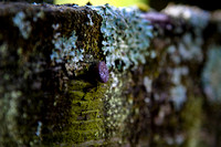 Lichen on an old fence post