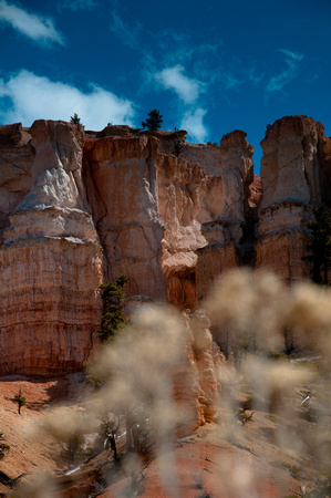 Canyons and Trees 3