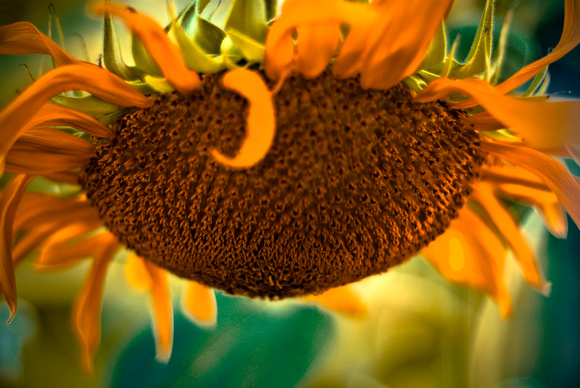 Sunflower after summer 1
