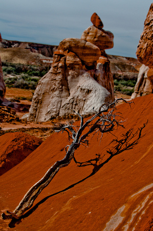 Dead tree at Blue Canyon