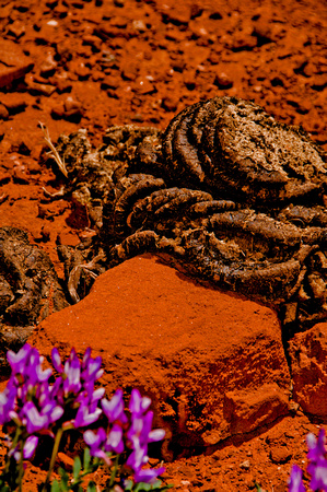 Cow Dung and Flower