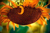 Sunflower after summer 1